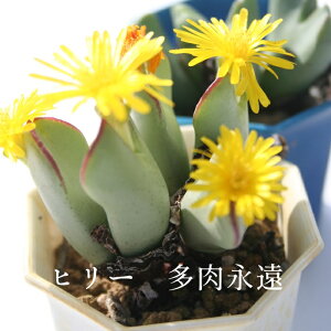 q[ 1 RmtBc MTCY6cm|bg ^܌^ 炫 F Conophytum Hillii A i