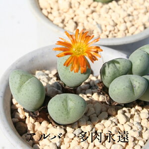 Ao 2`3 MTCY6cm|bg ^ ƌ^  IW RmtBc Conophytum ALBA A ^Cv 