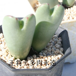 王将 2頭 コノフィツム Mサイズ6cmポット 中型 足袋型 昼咲種 黄花 Conophytum 'Ousyou' 多肉植物 多肉永遠