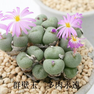 群壁玉 4頭 コノフィツム Mサイズ 5.5cmポット 極小型 コマ型 昼咲き種 淡紫花 Conophytum 多肉植物 多肉永遠
