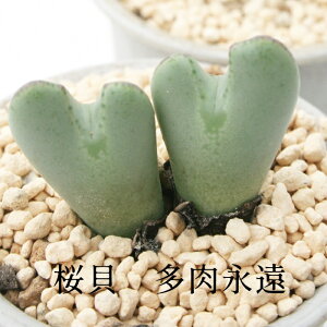 L 2 MTCY6cm|bg ^ ܌^@ RmtBc Conophytum SAKURAGAI A ^Cv ꂢ