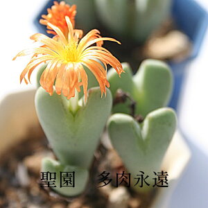 聖園 2頭 コノフィツム Mサイズ6cmポット 小型 足袋型 昼咲種 淡赤花 Conophytum Igniflorum 多肉植物 多肉永遠