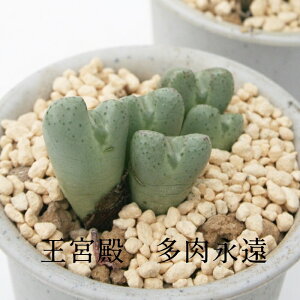 {a 2 RmtBc MTCY5.5cm|bg ɏ^ ܌^  W Conophytum occultum A i