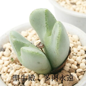 聖牛殿 2頭 Mサイズ6cmポット 中型 足袋型 昼咲種 黄花 コノフィツム Conophytum SEIGYUDEN 多肉植物 分頭タイプ