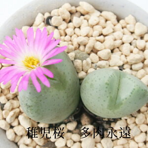 t2 MTCY6cm|bg ^ ܌^   RmtBc Conophytum TIGOZAKURA A ^Cv ꂢ