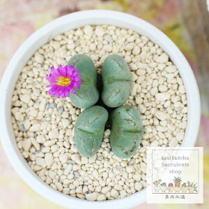 秋の夢 コノフィツム 2頭 極小型 昼咲種 Conophytum 'akinoyume' 多肉植物 ジュエルプランツレア 多肉植物 希少種