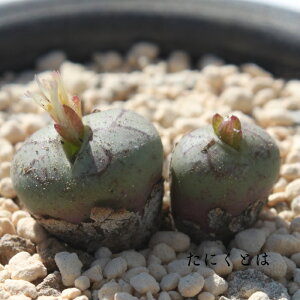 ΂琴 2 MTCY6cm|bg ^  ƌ^  ԖF RmtBc Conophytum WARAIGAO SEIMEI A ^Cv
