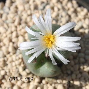  1 MTCY6cm|bg ^  ^r^  RmtBc Conophytum ginga A