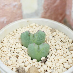 蛇の目 コノフィツム Mサイズ 5.5cmポット 中型 足袋 白x紫花 昼咲種 Conophytum 'jyanome' 多肉植物