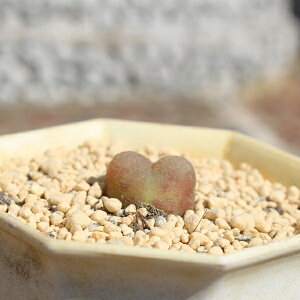 マウガニーレッド コノフィツム Mサイズ 5.5cmポット 小型 昼咲種 Conophytum maughanii 多肉植物