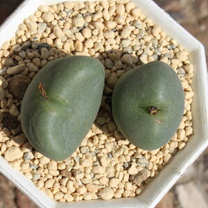 宝殿 コノフィツム Mサイズ 5.5cmポット 中型 コマ型 紫花 昼咲種 Conophytum houden 分頭タイプ 多肉植物