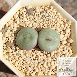 ሼ RmtBc MTCY 5.5cm|bg ^ R}^   Conophytum ^Cv A