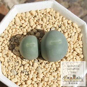 Ő RmtBc MTCY 5.5cm|bg ^ R}^  Conophytum ^Cv A