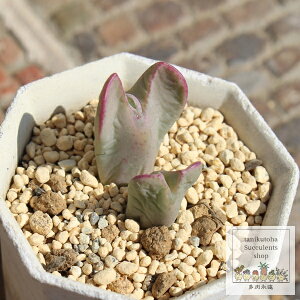 ru RmtBc MTCY 5.5cm|bg ^ ^r^ Conophytum ^Cv A