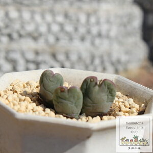 Hg RmtBc MTCY 5.5cm|bg ^ n[g^ Conophytum ^Cv A