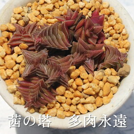 茜の塔 クラッスラ Mサイズ6cmポット Crassula capitella 多肉植物 極小型種 群生タイプ 真っ赤に紅葉