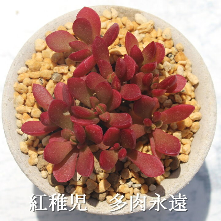 楽天市場】紅稚児 クラッスラ Mサイズ6cmポット Crassula VOLKENSII 