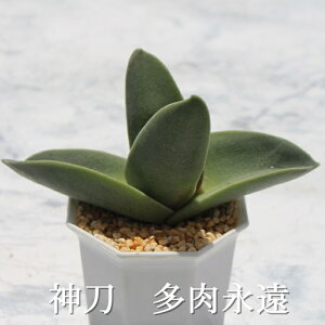 神刀 クラッスラ Mサイズ6cmポット Crassla perfoliata var. falcta多肉植物 小〜中型種 葉を重ねるタイプ 多肉植物 男前