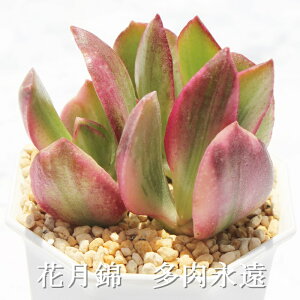 花月錦 クラッスラ Mサイズ6cmポット Crassula portulacea variegata 多肉植物 小〜中型種 葉を重ねるタイプ 多肉植物 男前 かわいい おしゃれ 贈り物