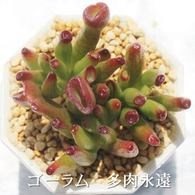 ゴーラム クラッスラ Mサイズ6cmポット Crassula gollum 多肉植物 小〜中型種 葉を重ねるタイプ 多肉植物 男前 かわいい おしゃれ 贈り物 癒し 宇宙の木