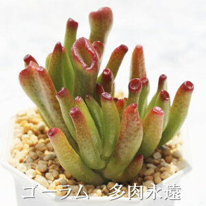 S[ NbX MTCY6cm|bg Crassula gollum A `^ td˂^Cv A jO 킢  蕨  F̖