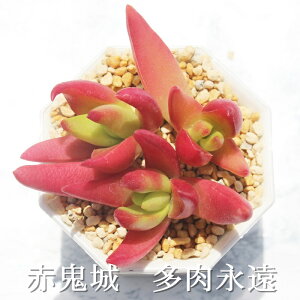 多肉植物 赤 生花の人気商品 通販 価格比較 価格 Com