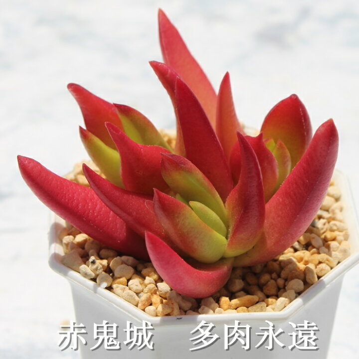 楽天市場 赤鬼城 クラッスラ Mサイズ6ｃｍポット Crassula Fusca 多肉植物 小 中型種 葉を重ねるタイプ 多肉植物 男前 かわいい おしゃれ 贈り物 癒し 株式会社多肉永遠楽天市場店