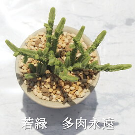 楽天市場 多肉植物 若緑 花 ガーデン Diy の通販