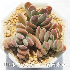 リトルウッディー クラッスラ Mサイズ6cmポット Crassula littlewoodii 多肉植物 小〜中型種 仔を出すタイプ 多肉植物 男前 かわいい おしゃれ 贈り物 癒し