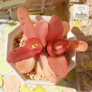 񂲉΍Ղ NbX MTCY5.5cm|bg Crassula capitella 'ringo' A `^ td˂^Cv A jO 킢  蕨 