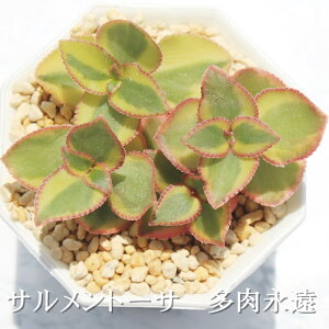 サルメントーサ クラッスラ Mサイズ6cmポット Crassula sarmentosa 多肉植物 小〜中型種 葉を重ねるタイプ 多肉植物 男前 かわいい おしゃれ 贈り物 癒し