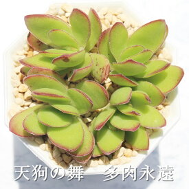 天狗の舞 クラッスラ Mサイズ6cmポット Crassula dejecta 多肉植物 小〜中型種 葉を重ねるタイプ 多肉植物 男前　かわいい　おしゃれ　贈り物　癒し