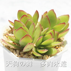 V̕ NbX MTCY6cm|bg Crassula dejecta A `^ td˂^Cv A jO@킢@@蕨@
