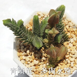  NbX MTCY6cm|bg Crassula A `^ td˂^Cv A
