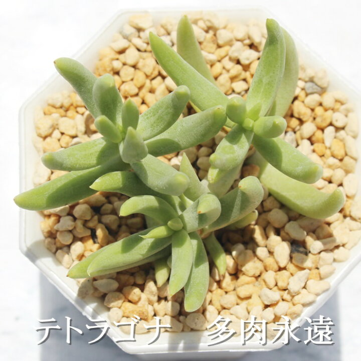 楽天市場 テトラゴナ クラッスラ Mサイズ6ｃｍポット Crassula Tetragona 多肉植物 小 中型種 葉を重ねるタイプ 多肉植物 男前 かわいい おしゃれ 贈り物 癒し 株式会社多肉永遠楽天市場店