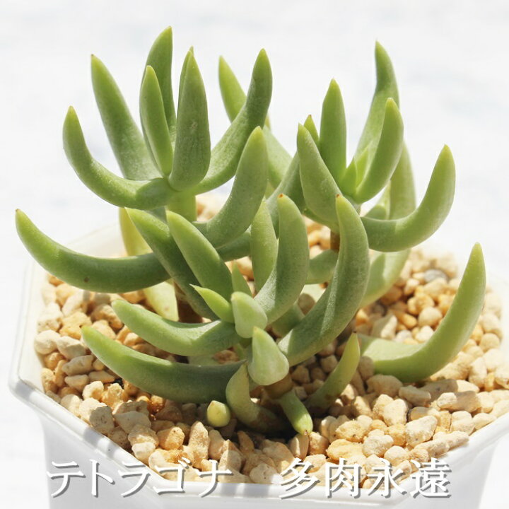 楽天市場 テトラゴナ クラッスラ Mサイズ6ｃｍポット Crassula Tetragona 多肉植物 小 中型種 葉を重ねるタイプ 多肉植物 男前 かわいい おしゃれ 贈り物 癒し 株式会社多肉永遠楽天市場店