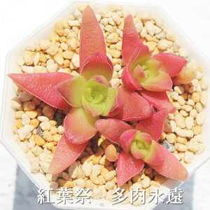 紅葉祭 クラッスラ Mサイズ6cmポット Crassula capitella, trefu, ses of committees 多肉植物 小〜中型種 葉を重ねるタイプ 多肉植物 男前 かわいい おしゃれ 贈り物 癒し