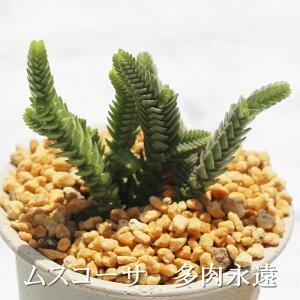 XR[T NbX MTCY6cm|bg Crassula muscosa A `^ td˂^Cv A jO@킢@@蕨@