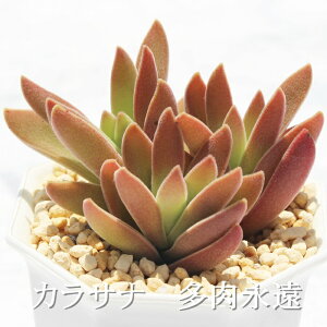 カラサナ クラッスラ Mサイズ6cmポット Crassula karasana 多肉植物 小〜中型種 葉を重ねるタイプ 多肉植物 男前 かわいい おしゃれ 贈り物 癒し