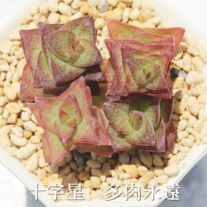 十字星 クラッスラ Mサイズ6cmポット Crassula jyujibosi 多肉植物 小〜中型種 多肉植物