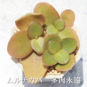ムルチカバ クラッスラ Mサイズ6cmポット Crassula multicava 多肉植物 小〜中型種 葉を重ねるタイプ 多肉植物 男前 かわいい おしゃれ 贈り物 癒し