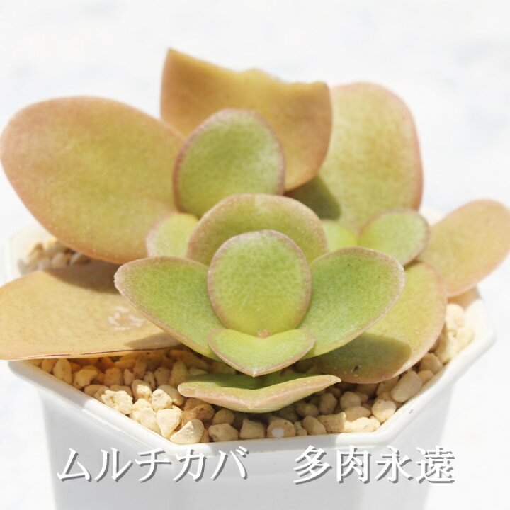 火祭り錦 2寸ポット クラッスラ 弁慶草科 多肉植物 根付苗 多肉激安 可愛い多肉植物 Sale 59 Off 火祭り錦 2寸ポット クラッスラ 弁慶草科 多肉植物 根付苗 多肉激安 可愛い多肉植物 Sale 59 Off