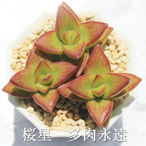 桜星 クラッスラ Mサイズ6cmポット Crassula sakurabosi 多肉植物 小〜中型種 葉を重ねるタイプ 多肉植物 男前 かわいい おしゃれ 贈り物 癒し