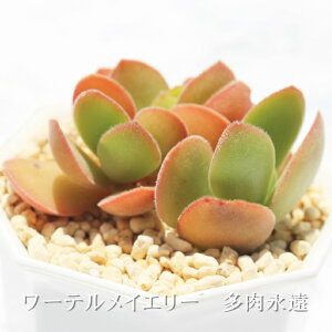 [eCG[ NbX MTCY6cm|bg Crassula watermeyeri A `^ td˂^Cv A jO 킢  蕨 