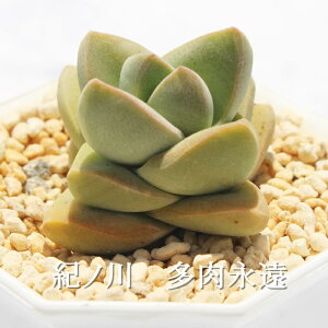 紀ノ川 クラッスラ Mサイズ6cmポット Crassula 'MOON GLOW' 多肉植物 小〜中型種 葉を重ねるタイプ 多肉植物 男前 かわいい おしゃれ 贈り物 癒し