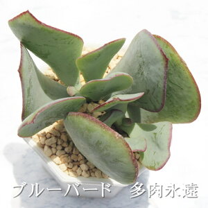 ブルーバード クラッスラ Mサイズ6cmポット Crassula BLUE BIRD 多肉植物 小〜中型種 葉を重ねるタイプ 多肉植物 男前 かわいい おしゃれ 贈り物 癒し