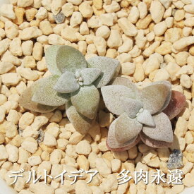 デルトイデア クラッスラ Mサイズ6cmポット Crassula DELTOIDEA 多肉植物 極小型種 葉を重ねるタイプ 多肉植物 男前 かわいい おしゃれ 贈り物 癒し