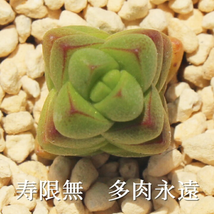 楽天市場】寿限無 クラッスラ Mサイズ6cmポット Crassula MARCHANDII 