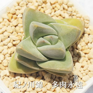 紀ノ川錦 クラッスラ Mサイズ6cmポット Crassula MOON GLOW VARIEGATA 多肉植物 小〜中型種 葉を重ねるタイプ 多肉植物 男前 かわいい おしゃれ 贈り物 癒し
