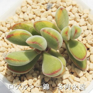 QV[ NbX MTCY6cm|bg Crassula ROGERSII F VARIEGATA A `^ td˂^Cv A jO 킢  蕨 